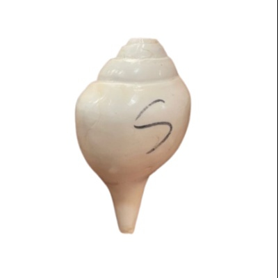 Original Lakshmi Sankha, Blowing Conch Shankh For Worship Pure White Authentic Shell